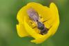 Andrena ranunculi